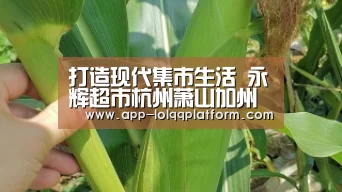 世界赛官网